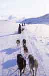 dogsled.jpg